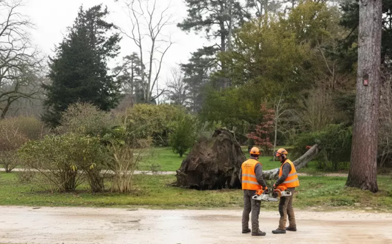 Arbres arraches tempete Nils a Toulouse - Omniservici