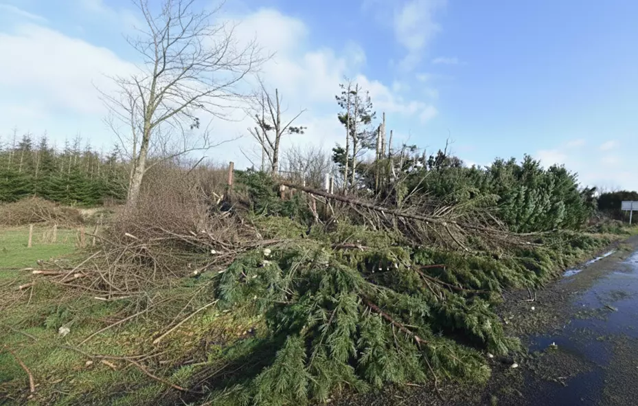 Arbres arraches tempete Nils - Omniservici
