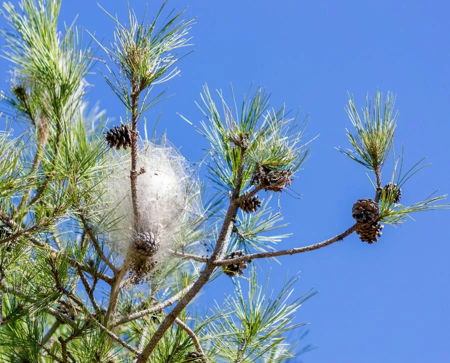 Traitement chenilles processionnaires - OmniServici