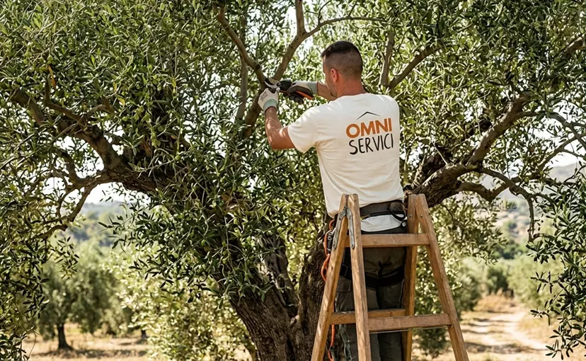 Élagage et taille des oliviers : périodes, outils et techniques