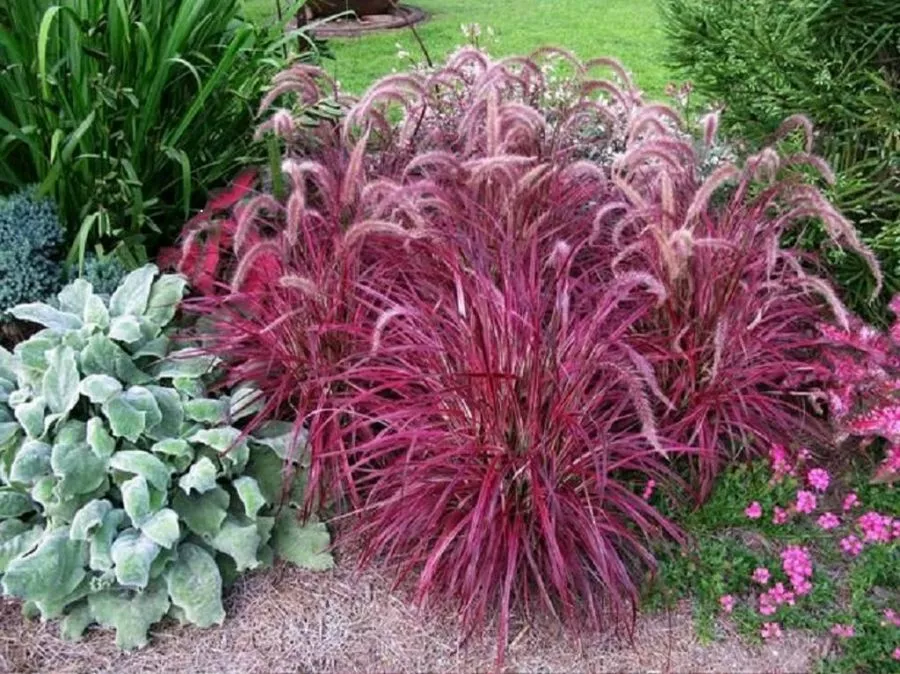 creation et entretien massif plantes vivaces Toulouse - OmniServici