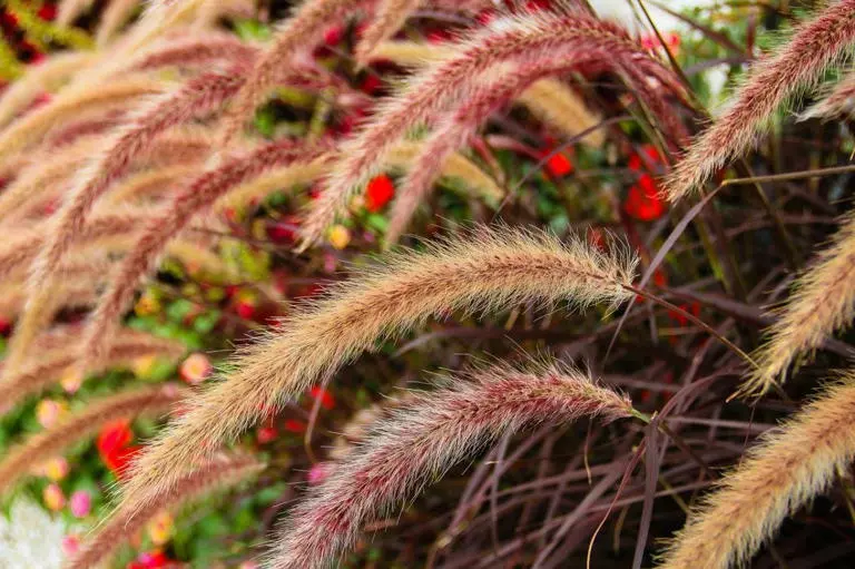 creation et entretien massif plantes vivaces Toulouse - OmniServici