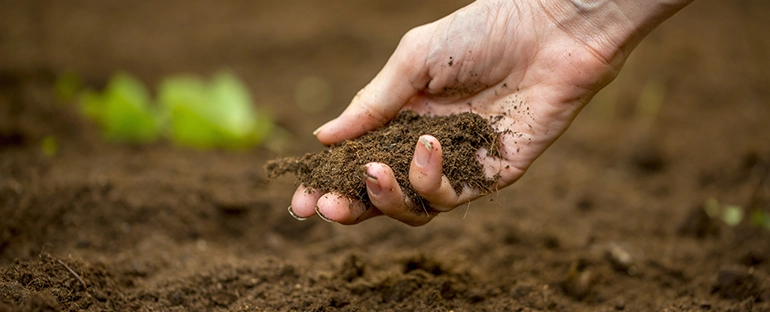 Culture de tomates organiques bio - OmniServici