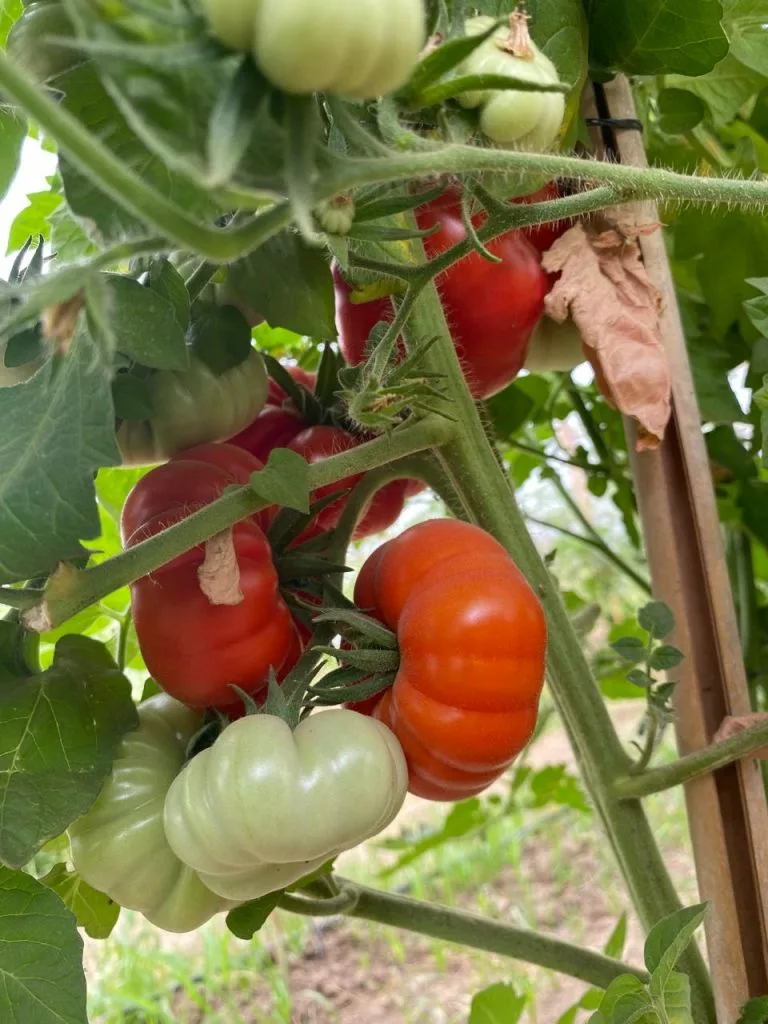 culture tomates anciennes en region toulousaine - Omniservici