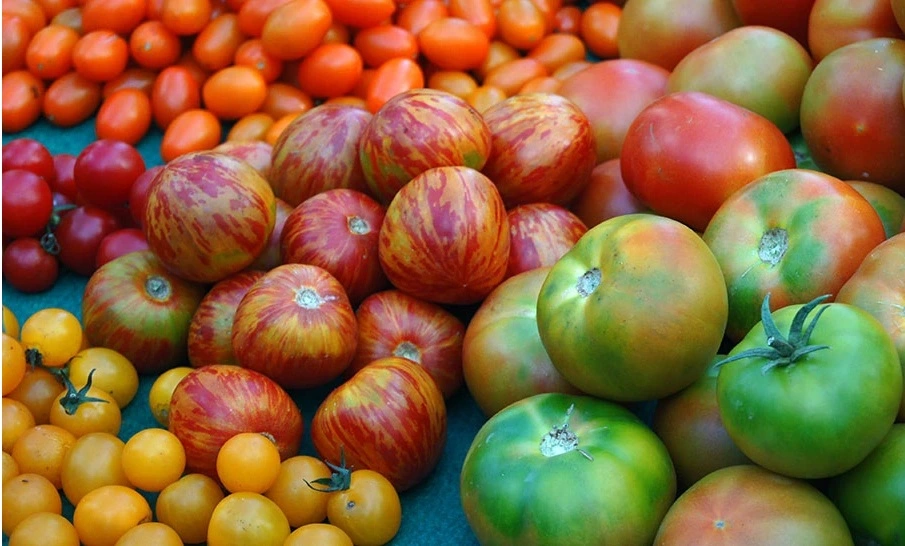 culture tomates anciennes en region toulousaine - Omniservici