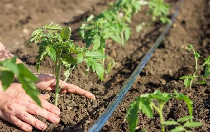 culture tomates anciennes en region toulousaine - Omniservici