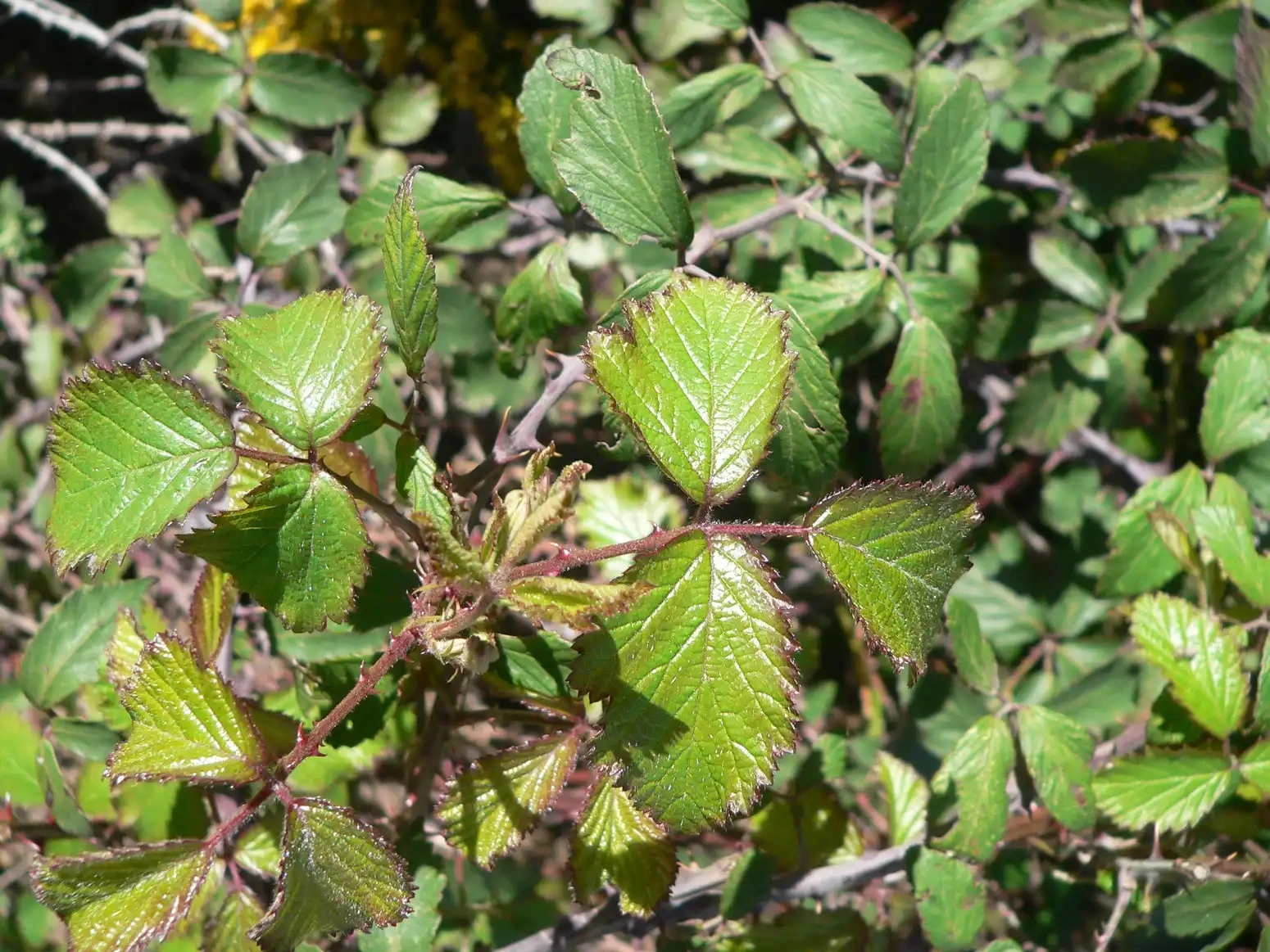 desherbage mauvaises herbes Ronces - OmniServici