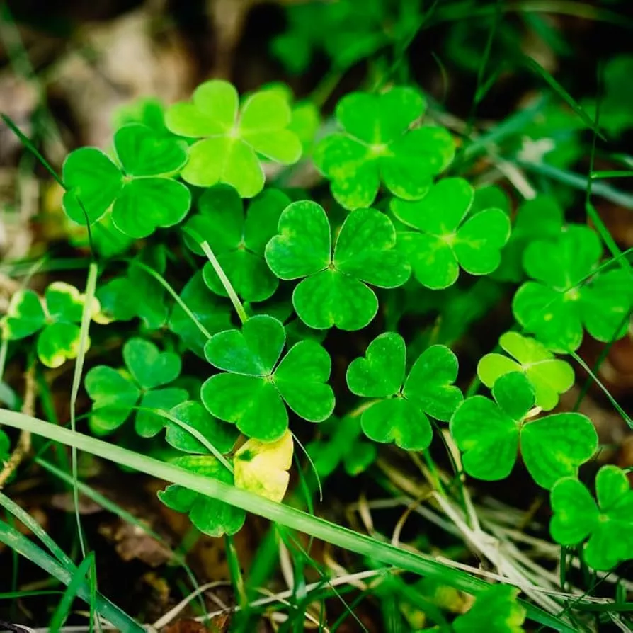 desherbage mauvaises herbes trefle - OmniServici