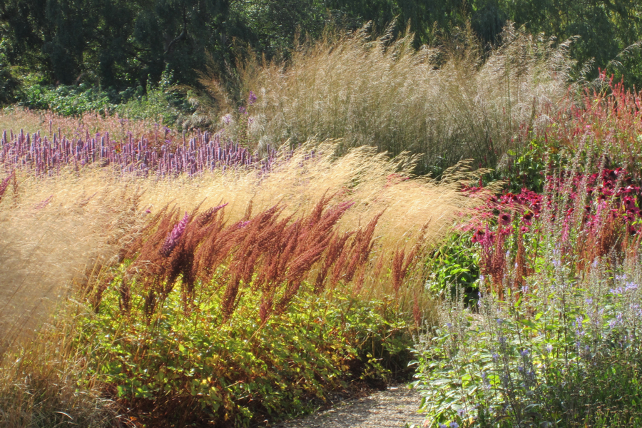 Entretien massif plantes vivaces Toulouse - OmniServici