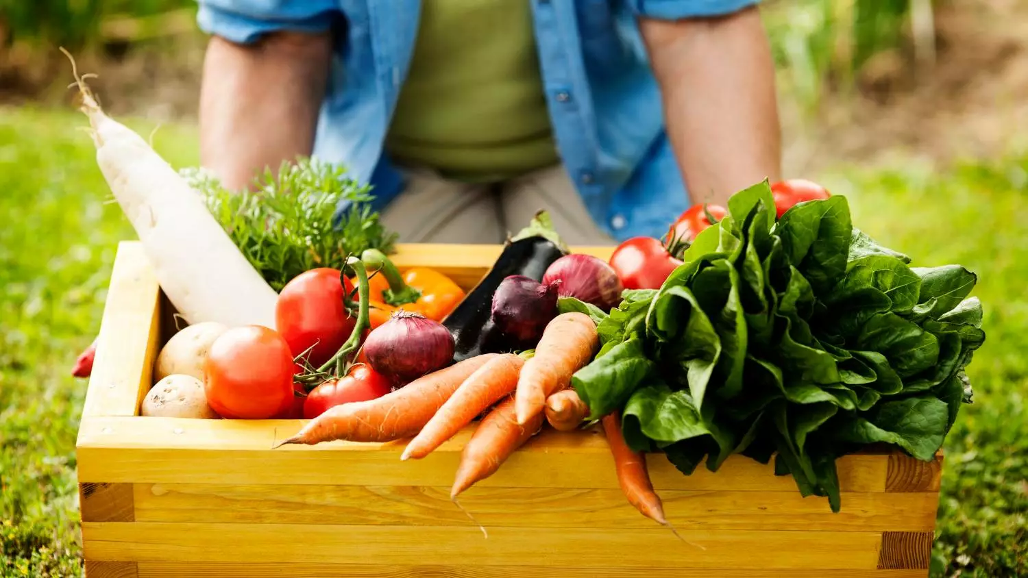JARDIN POTAGER les bons legumes - OMNISERVICI