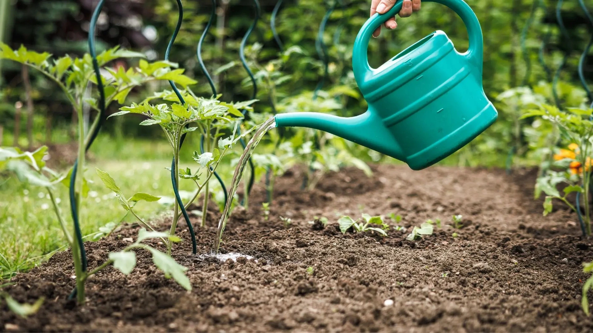 JARDIN POTAGER CONSEILS 5 - OMNISERVICI