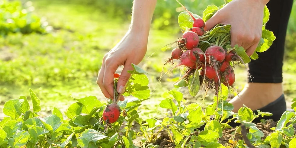 JARDIN POTAGER CONSEILS 6 - OMNISERVICI