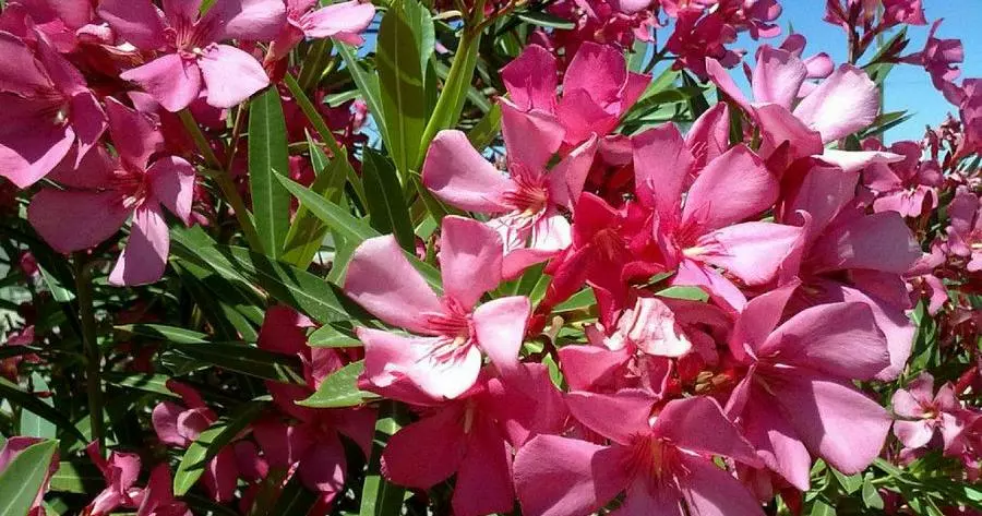 LAURIERS ROSES - OmniServici