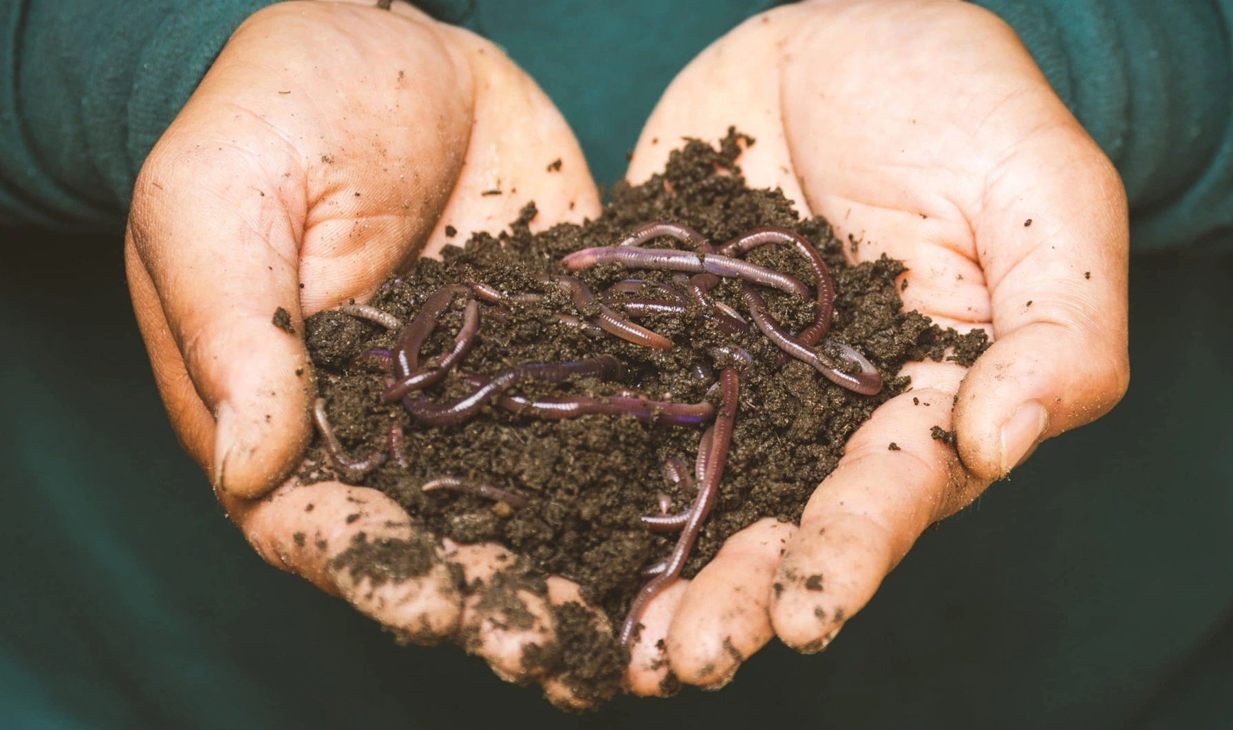 Les Vers de Terre - OmniSERVICI