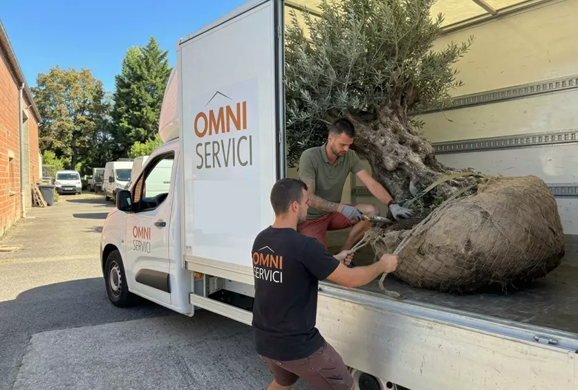 PLANTATION ARBRES oliviers Tournefeuille - OMNISERVICI