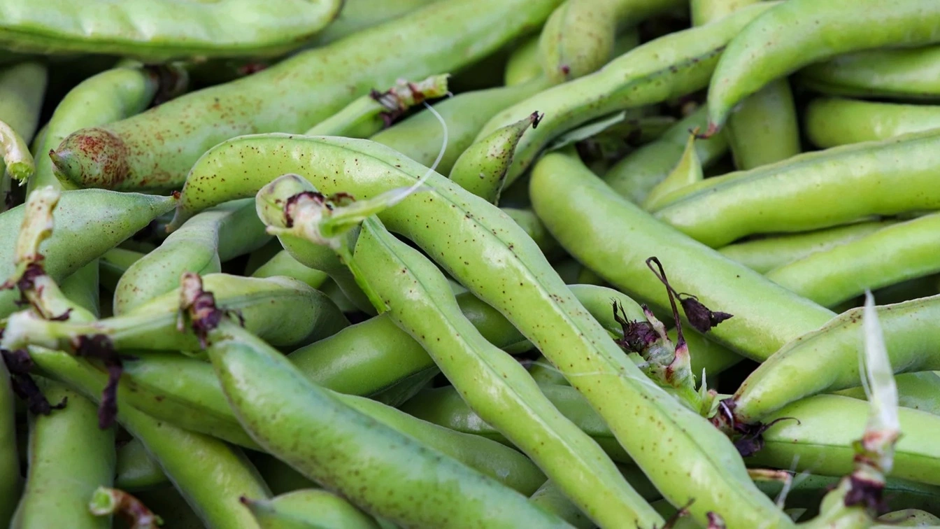 Planter des fèves - OmniSERVICI