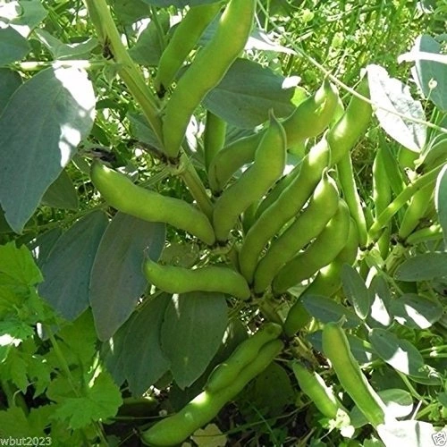 Planter des fèves - OmniSERVICI