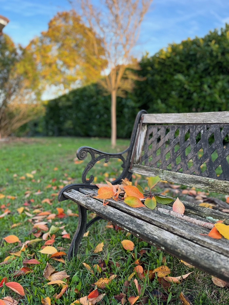 Ramasser les feuilles mortes - OmniServici