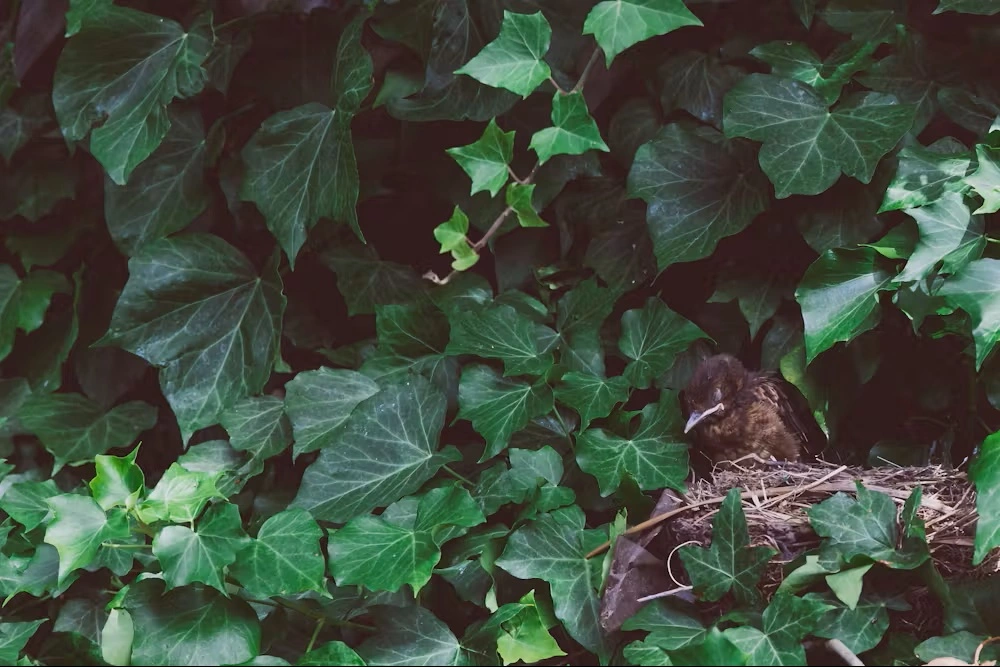 se debarrasser du lierre dans son jardin 1 - OmniServici