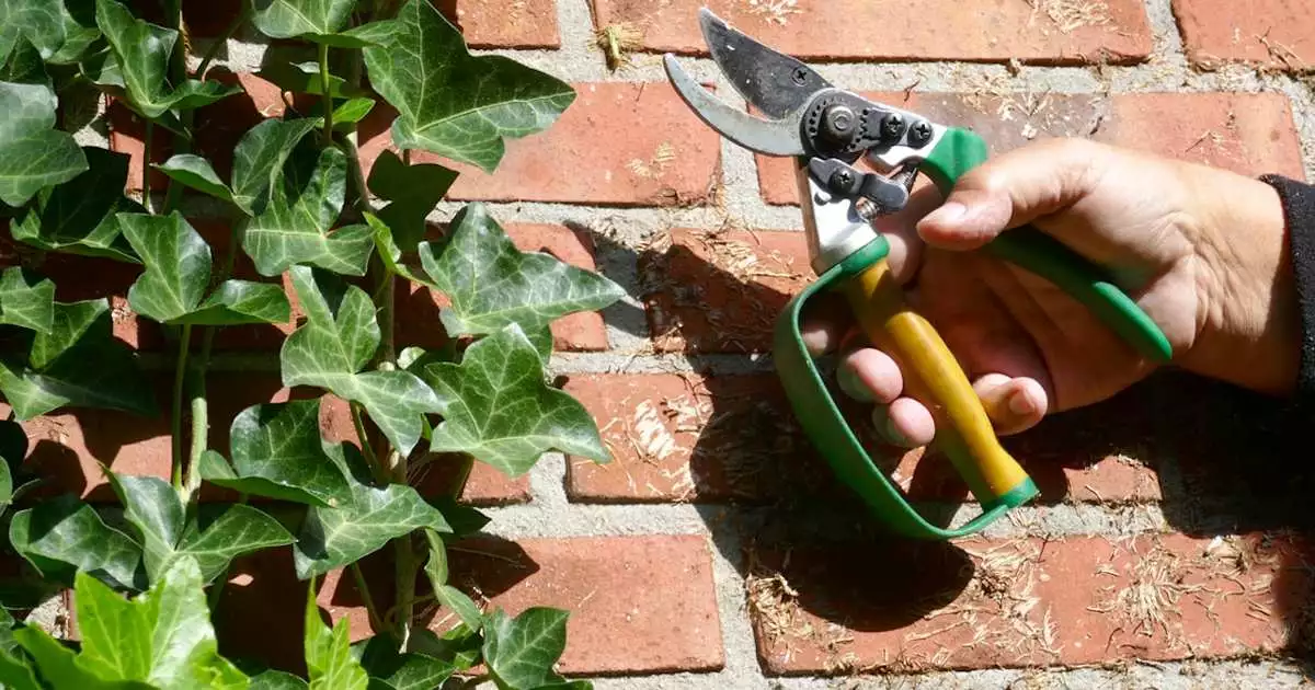 se debarrasser du lierre dans son jardin - OmniServici