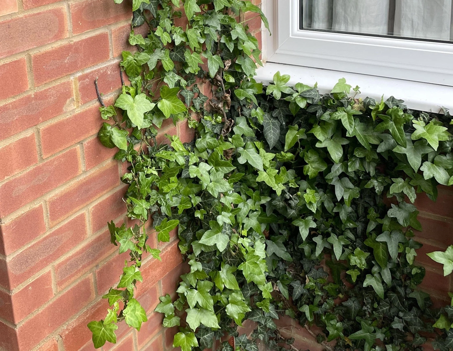 se debarrasser du lierre - OmniServici