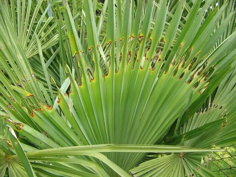 Lutter contre le sphinx du palmier - OmniServici