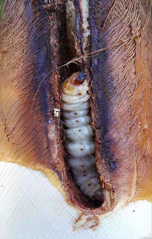 Lutter contre le sphinx du palmier - OmniServici