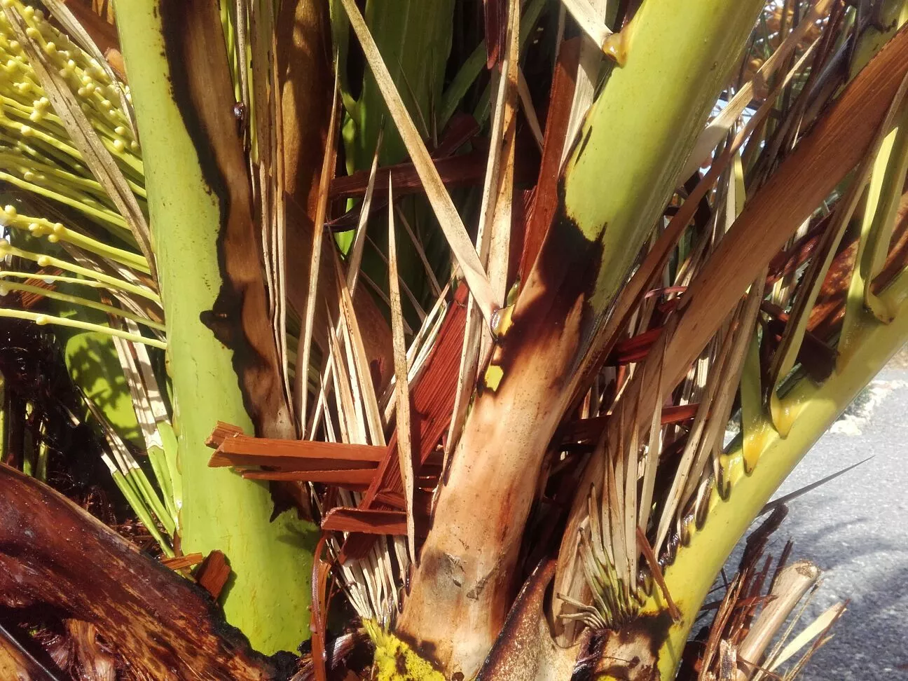 Lutter contre le sphinx du palmier - OmniServici