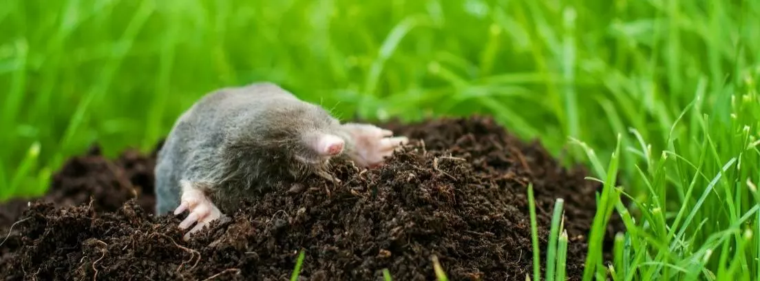 Taupes les faire fuir - OmniServici
