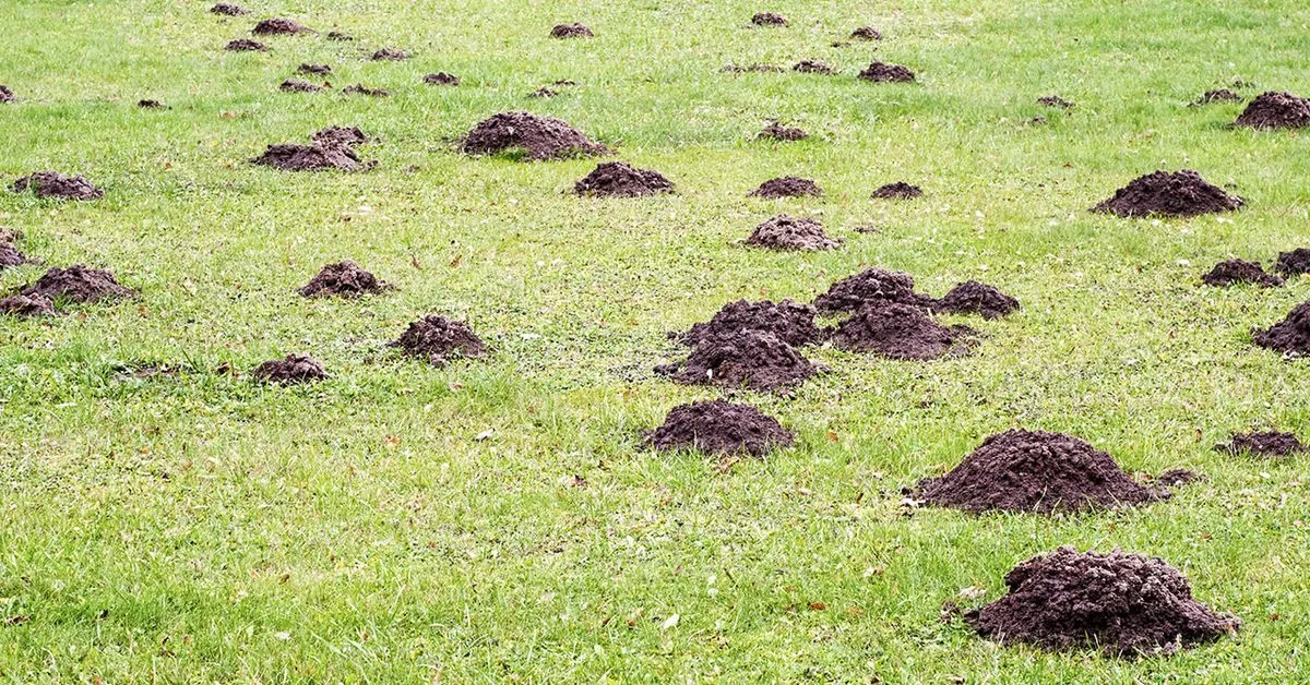 Taupes les faire fuir - OmniServici