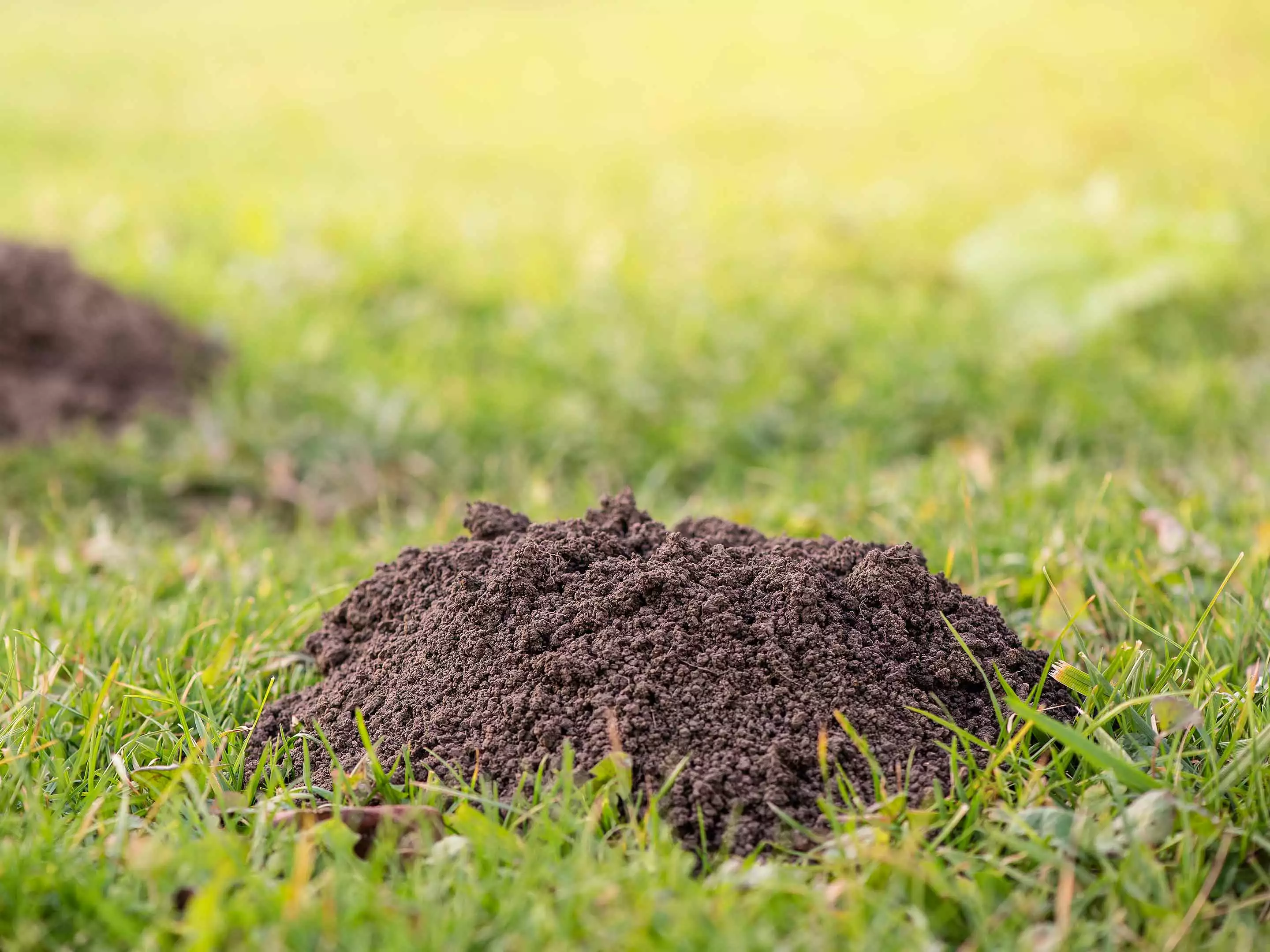 Taupes les faire fuir - OmniServici