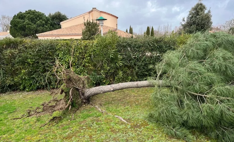 Arbre derracine Tournefeuille - OmniServici