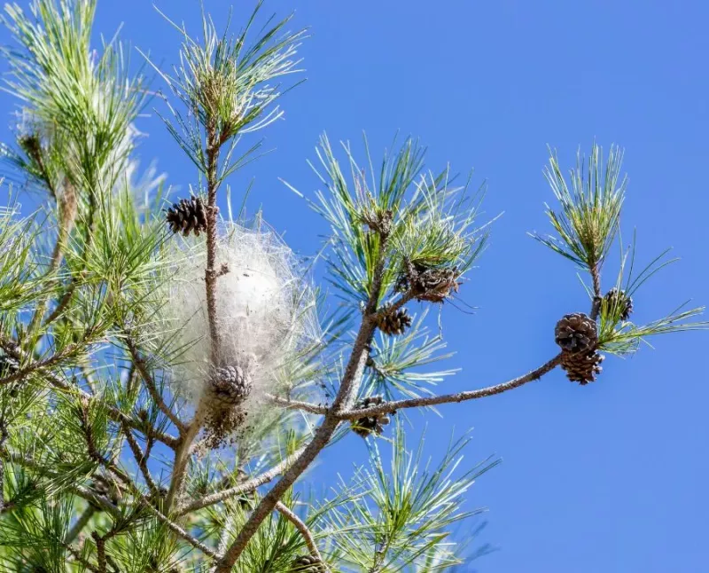 Traitement chenilles processionnaires - OmniServici