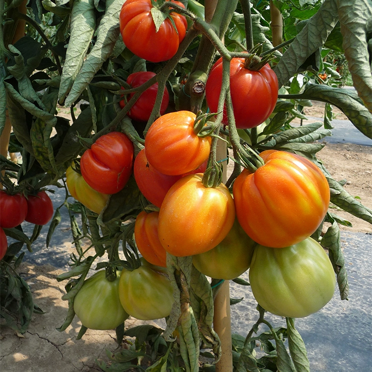 culture tomates anciennes en region toulousaine - Omniservici