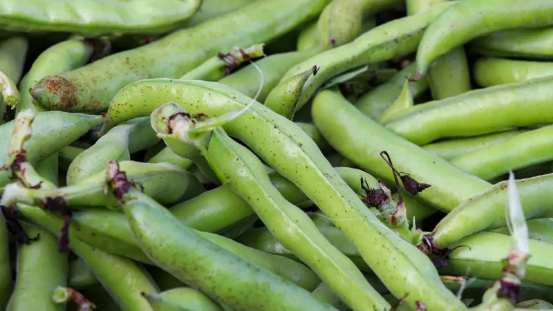 Planter des fèves - OmniSERVICI