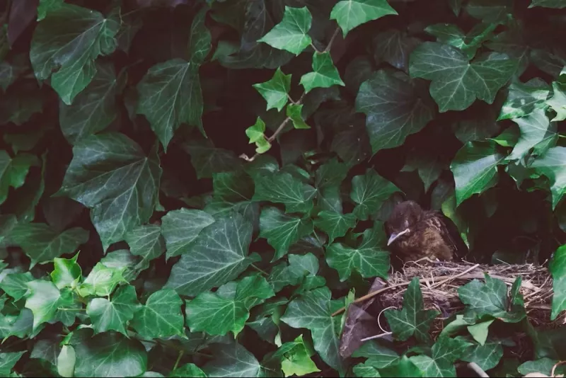 se debarrasser du lierre dans son jardin 1 - OmniServici