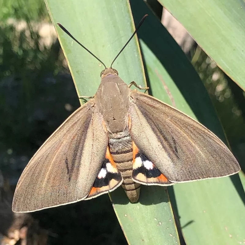 Lutter contre le sphinx du palmier - OmniServici