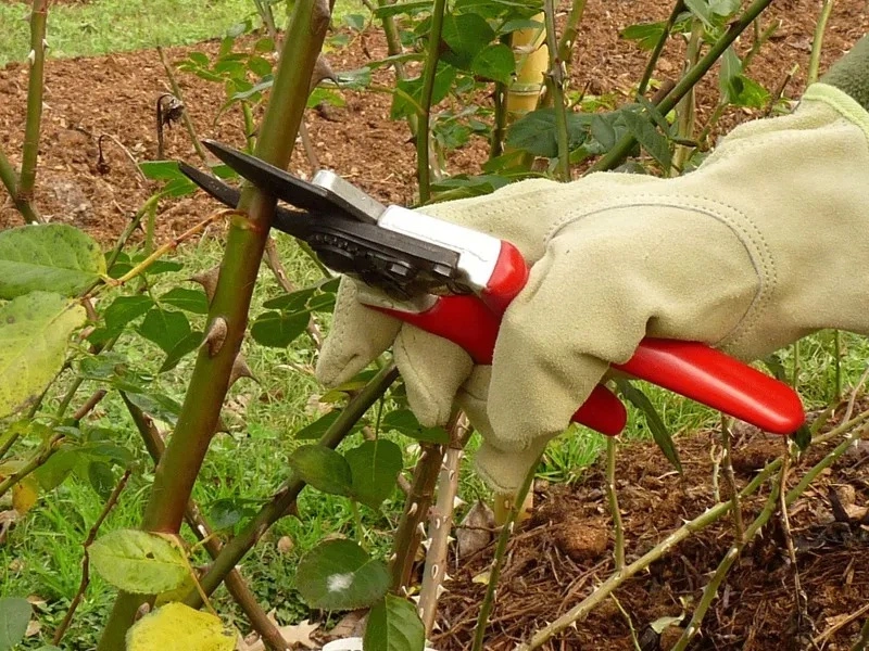 taille rosiers CONSEILS - OMNISERVICI