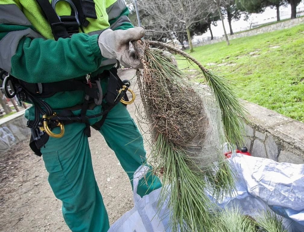 Traitement chenilles processionnaires - OmniServici