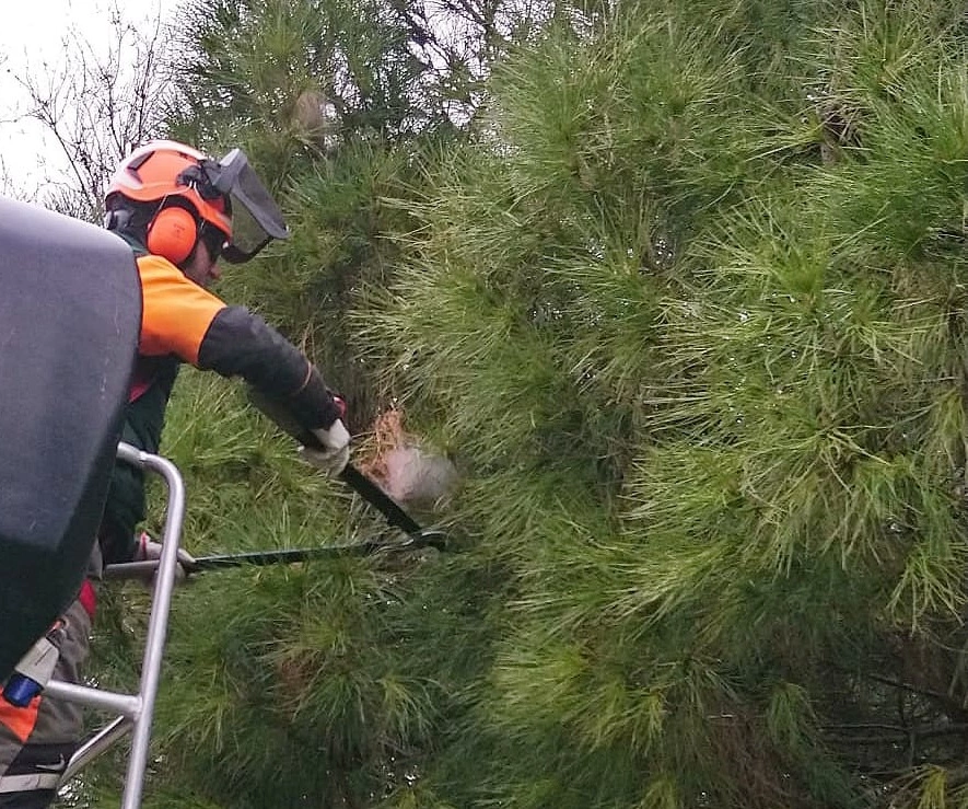Traitement chenilles processionnaires - OmniServici