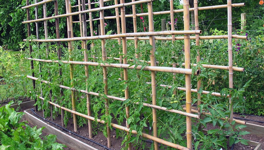 tuteurs de tomates bio - OmniServici