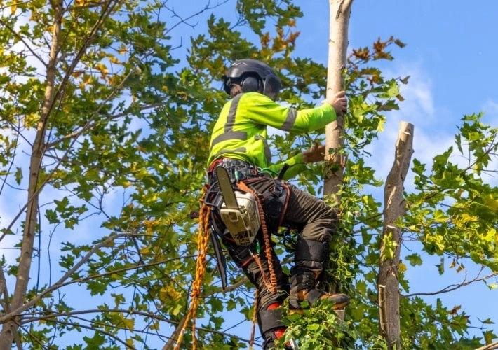 abattage et elagage arbres - OMNISERVICI
