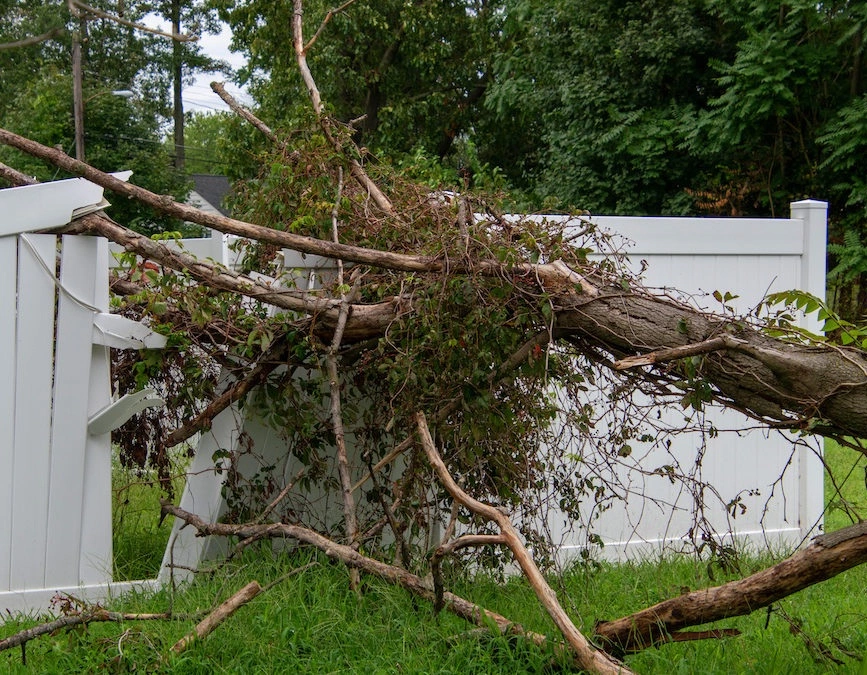 Abattage et elagages arbres urgents 4 - OMNISERVICI