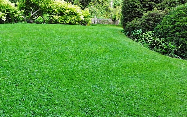 belle pelouse 2 - OMNISERVICI