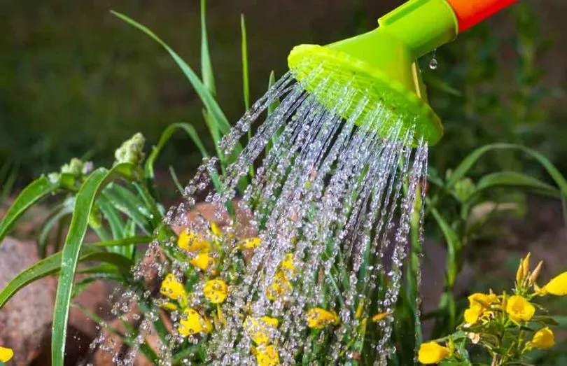 Conseils jardinage ete 11 - OMNISERVICI