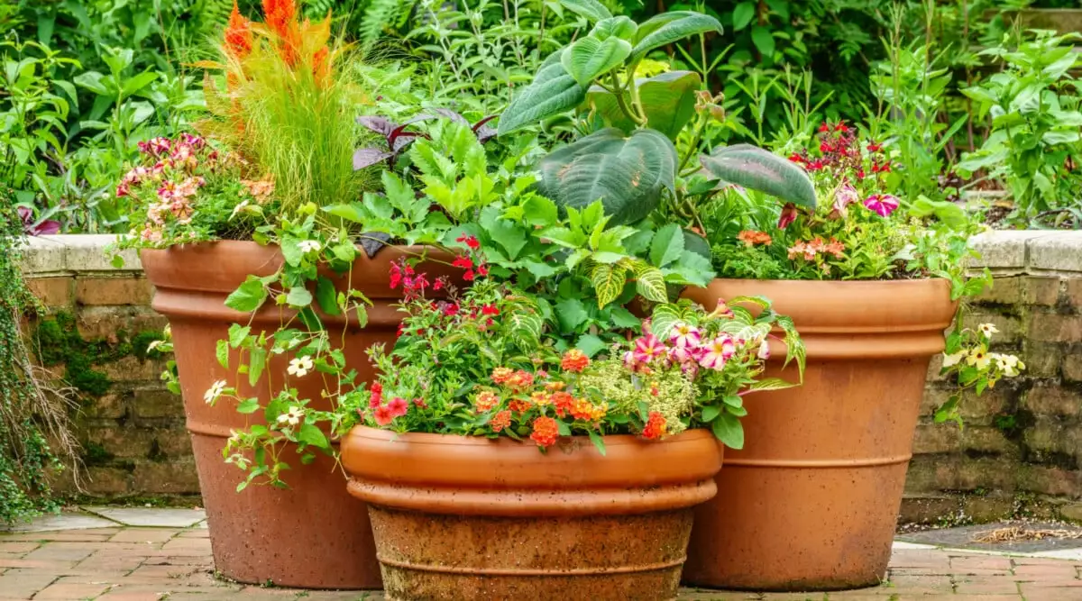 Conseils jardinage ete 3 - OMNISERVICI