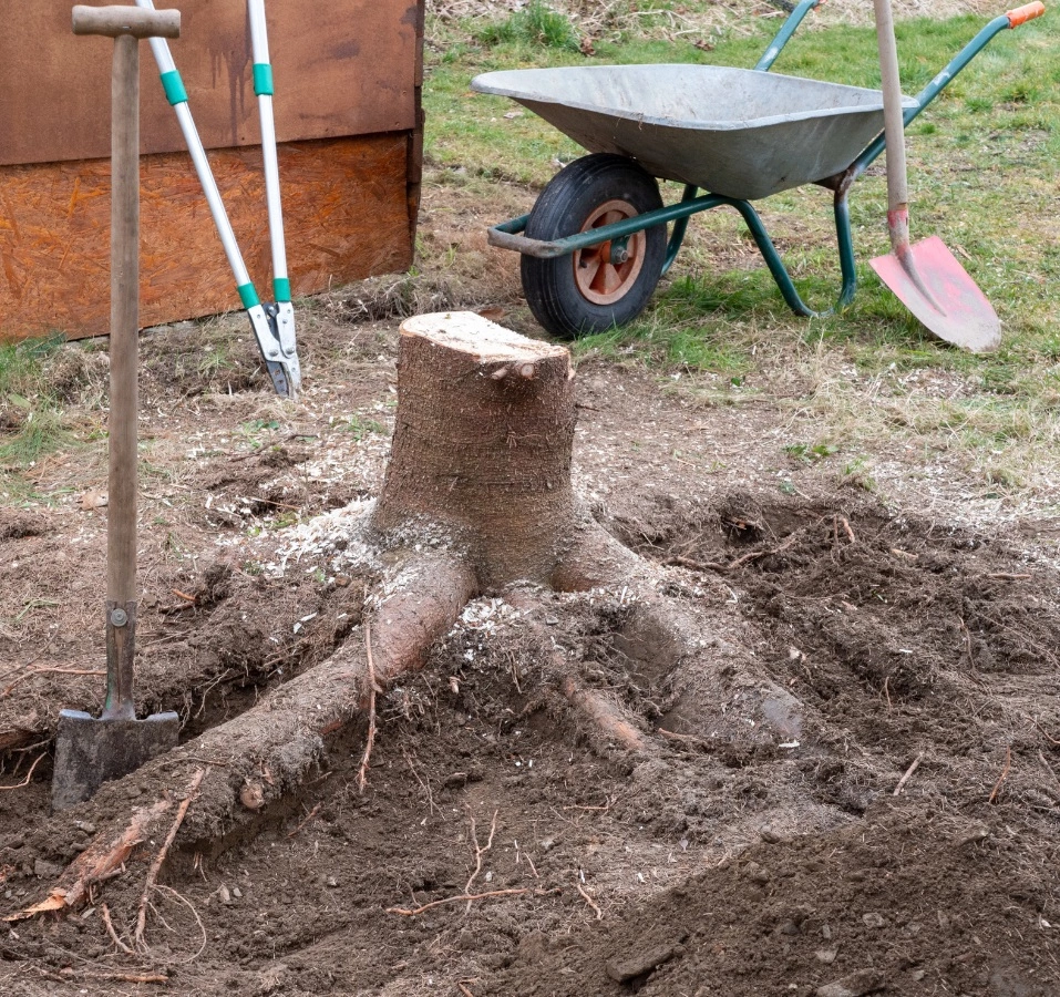 Dessouchage et evacuation arbres - OMNISERVICI
