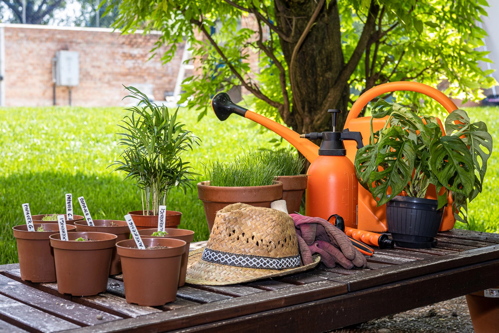 entretien jardin ete conseils - OMNISERVICI