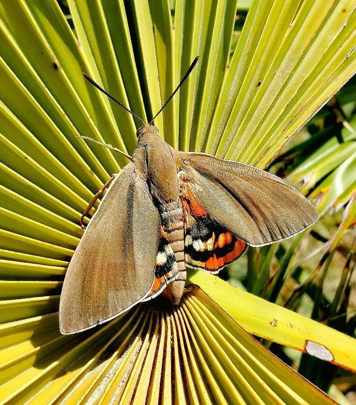 Maladies des plantes et traitements phytosanitaires 7 - OMNISERVICI