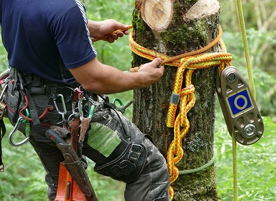 abattage et elagage arbres - OMNISERVICI